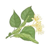 Gorgeous botanical drawing of linden sprig with leaves and tender blooming flowers. Gorgeous plant hand drawn on white background. Decorative design element. Natural realistic illustration. vector