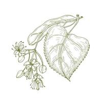 Monochrome drawing of linden leaves and beautiful blooming flowers or inflorescence. Medicinal plant hand drawn with contour lines on white background. Botanical illustration in vintage style. vector