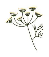 Fragrant dill flower flat icon Green herb Agriculture vector
