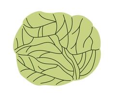 Cabbage flat icon Healthy organic vegetable vector