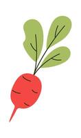 Beetroot flat icon Healthy organic farming vegetable Illustration vector