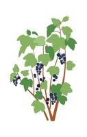 Fresh blackberries on bushes flat icon Agriculture vector