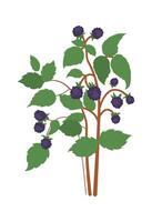 Bramble fruits on bush flat icon Agriculture vector