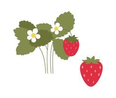 Sweet strawberries bushes flat icon Agriculture and gardening vector