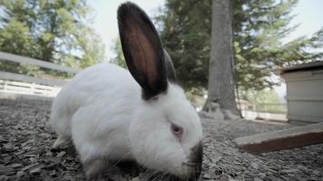 White Rabbit Sniffing Ground in Outdoor Enclosure video