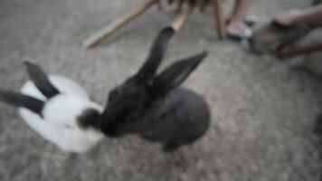 Two Rabbits Sniffing and Looking at Camera Outdoors video