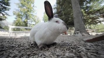 White Rabbit Eating Carrot in Outdoor Enclosure video