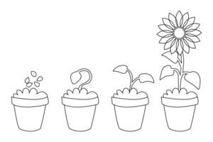 Continuous one line drawing infographic about planting and growth stage of a plant, vector