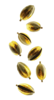 Cardamom pods falling, isolated on transparent background png
