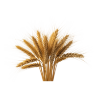 A bunch of golden wheat stalks isolated on transparent background png