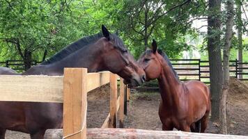 Two funny horses playing and showing affection in a paddock video