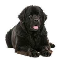 Playful newfoundland dog relaxing at home indoor pet photography cozy atmosphere close-up view png