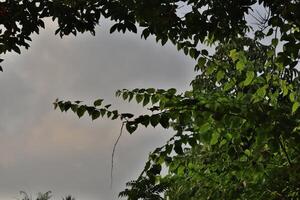 Branches with lush green leaves frame a cloudy sky photo