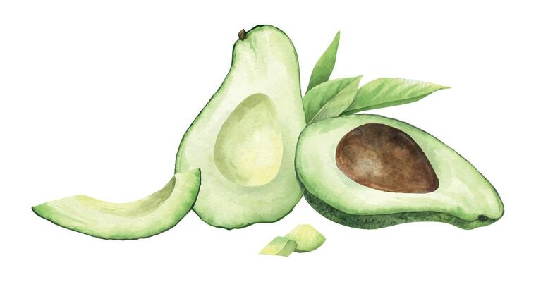 Green avocado halves with seeds, slices, pulp and leaves. Isolated hand draw watercolor illustration. Food botanical composition of vegan vegetables for menu, packaging of food, cards, recipe