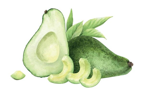 Green whole avocado fruit, half, slices and leaves. Isolated hand draw watercolor illustration. Food botanical composition of vegan vegetables for menu, packaging of food, cards, recipe