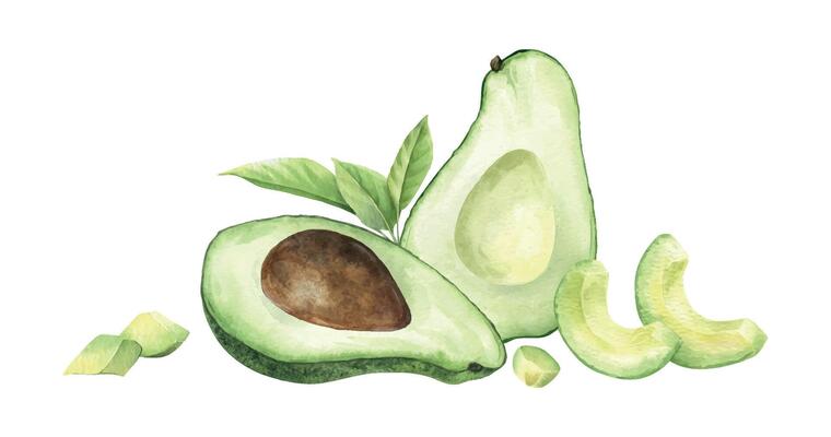 Avocado halves fruit with seeds, slices, pulp and leaves. Isolated hand draw watercolor illustration. Food composition of vegan vegetables for menu, packaging of food, cards, recipe