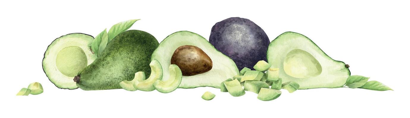 Ripe avocado fruits of different varieties halves and slices, leaves. Hand drawn watercolor illustration. Horizontal banner of vegan vegetables for menu, packaging of food, cards, recipe