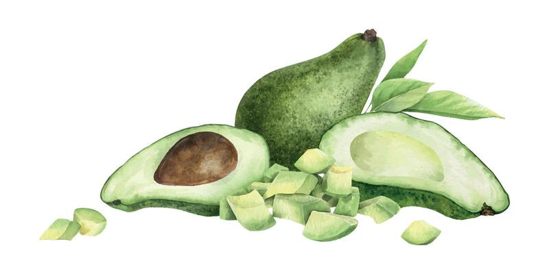 Avocado arrangement of halves fruit, whole green avocado, slices, pulp and leaves. Isolated hand drawn watercolor illustration of green vegetables for menu, packaging of food, cosmetics, cards, recipe