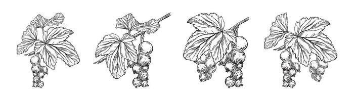 Black currant branch with berries, leaves botanical clipart. Set Isolated illustrations black and white sketch. Hand drawn ink collection of summer plant for menu, package, cosmetic, textile. vector