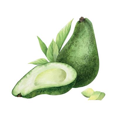 Avocado, half and whole fruit, pulp and leaves. Isolated hand draw watercolor food illustration. Botanical print of vegan green vegetables for menu, packaging of food, cards, recipe