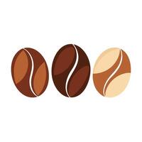 Three Roasted Coffee Beans Displaying Different Roast Levels on a White Background vector