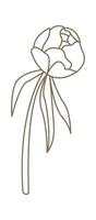 Closed peony bud with leaves in line art style Illustration vector