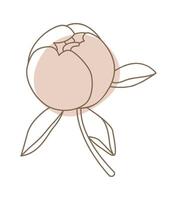 Closed peony bud with leaves in line art style Flat Illustration Hand Drawn Icon vector