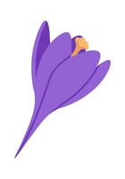 Bright purple crocus spring-flowering plant flat icon Flat Illustration vector