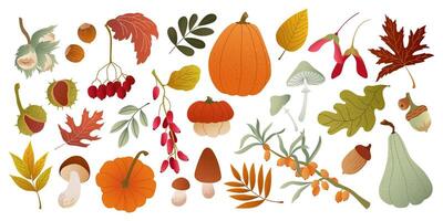 Autumn leaves and seasonal harvest illustrations vector