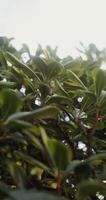 A close up of a tree with leaves photo