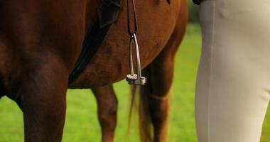A person is standing next to a horse photo