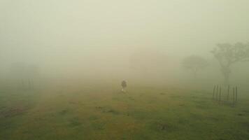 A person walking through a foggy field photo