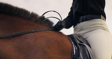 A close up of a horse's leg photo