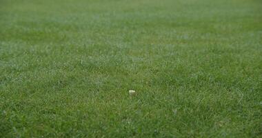 A yellow frisbee is in the middle of a grassy field photo