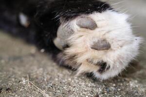 Close-up shot of a cat's dirty paws on a cement floor. The black-furred cat's paws are covered in dirt and crust, and its fur is covered in mud. Macrophotography of an animal's body. Copy Space photo