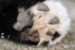 Close-up shot of a cat's dirty paws on a cement floor. The black-furred cat's paws are covered in dirt and crust, and its fur is covered in mud. Macrophotography of an animal's body. Text Space photo
