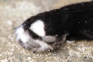 Close-up shot of a cat's dirty paws on a cement floor. The black-furred cat's paws are covered in dirt and crust, and its fur is covered in mud. Macrophotography of an animal's body. Negative Space photo