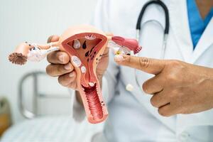 Uterus doctor with anatomy model for study diagnosis and treatment photo