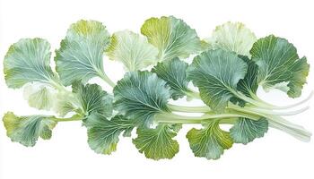 A watercolor painting of collard greens with detailed leaf veins on a white background art photo