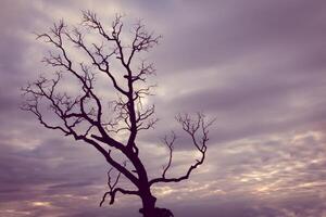 A dead tree on a hill with a cloudy sky photo