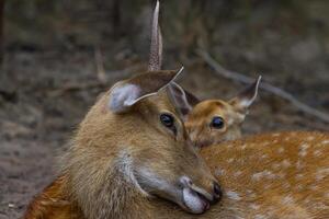 A deer laying down next to a baby deer photo