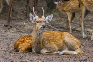 A deer laying down in the dirt next to another deer photo
