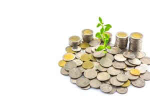 Money and plant with coins and coins on white background photo
