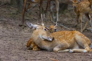 A deer laying down with another deer in the dirt photo