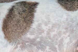 A dog laying on the ground with its head down photo