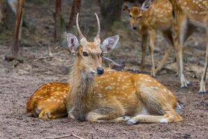 A deer laying down in the dirt with other deer photo