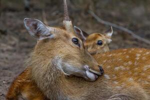 A deer laying down with its head on the ground photo