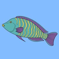 Colorful Napoleon Wrasse Illustration vector