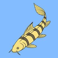Botia Loach Illustration on Blue Background vector
