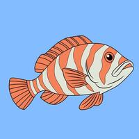 Tiger Grouper Illustration on Blue Background vector